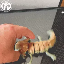AJOLOTE FLEXIBLE axolote