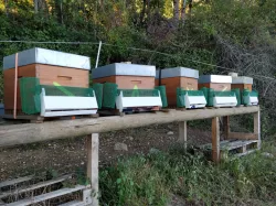 Beak Trap : Hornet trap for hive