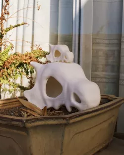 Cubone skull
