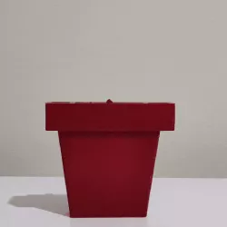 GROWING FLOWER