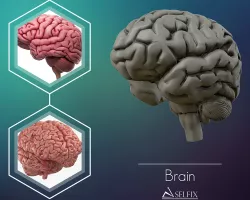 human Brain 3D model Ready to 3D print 3D print model
