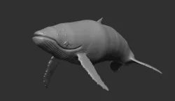 Humpback Whale