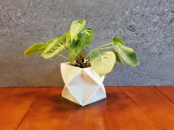 Intertwined Square Planter (Indoor/Desktop)