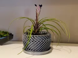 Intertwined Twist (Indoor/Desktop) Succulent Planter