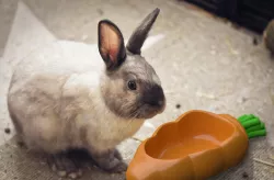 Pet Bowl Carrot