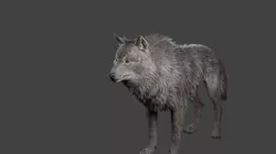 Realistic Wolf Rigged