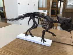 Skeleton of baby Triceratops Part04/07