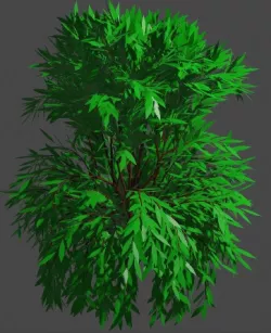arbol10
