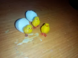 Chick