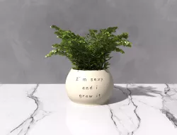 Flower pot "I am sexy..."