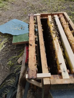 Holder for bees