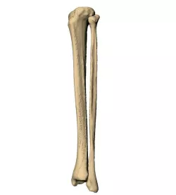 Human Tibia and Fibula