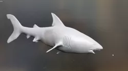 Shark