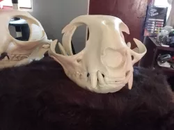 Skull cat head