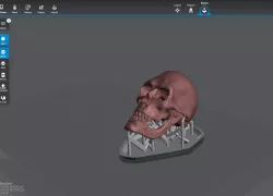 Detailed Human Skull,  PreSupported
