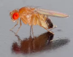 Fruit Fly Trap - Fruchtfliegenfalle