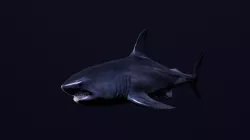 Great White