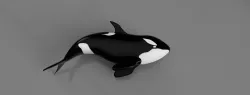 Orca