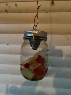 pint jar hanging fly trap