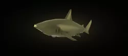 Shark