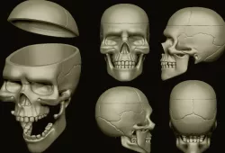 skull RECIPIENT skull