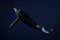 UnHealthy Orca