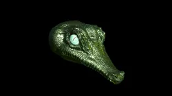 crocodile