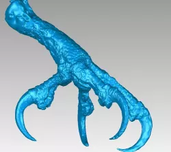 Leg and claws of an Osprey