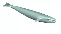 WHALE 3d model