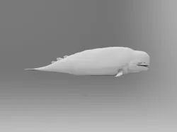 whale