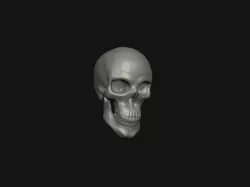 Basic skull