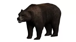 Bear 3d model