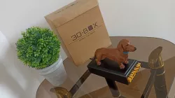 Dachshund