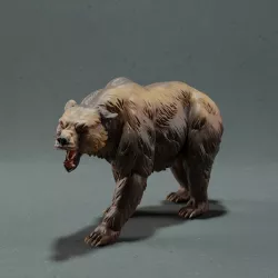 Grizzly Bear