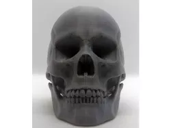 human skull