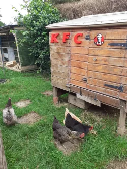 KFC logo