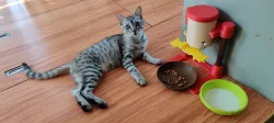 Poor man's Cat Food Dispenser
