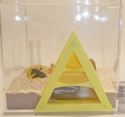 Queen Ant Egyptian Pyramid Nest Formicarium