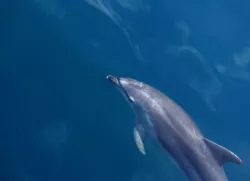 REALISTIC DOLPHIN