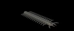 Soft bait centipede