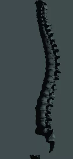 spinal column
