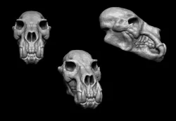Stylized Skull Bear