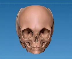 Toddler Skull Container