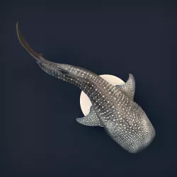 Whale Shark