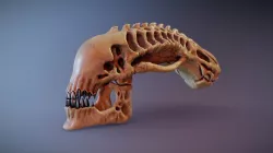 Xenomorph Skull