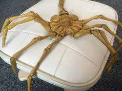 Agisis Face Hugger (simplified)