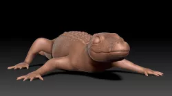 Alligator