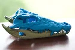 Alligator Skull by Marco Valenzuela