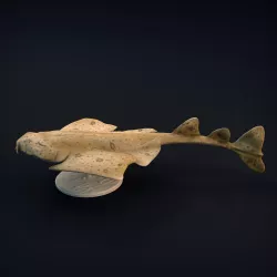 Angel Shark