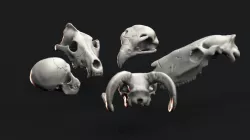 Animal Skulls